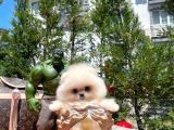 Hari̇ka Yüz Yapısına Sahi̇p Teddy Face Pomerani̇an Yavrusu