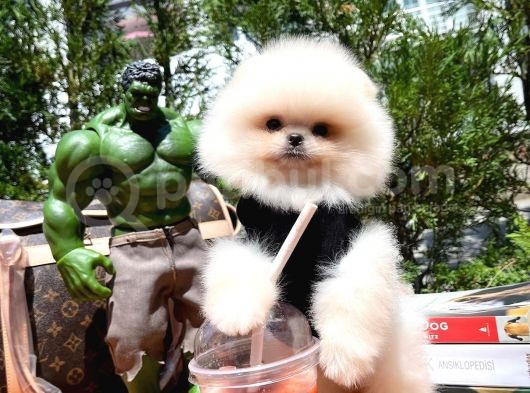 Hari̇ka Yüz Yapısına Sahi̇p Teddy Face Pomerani̇an Yavrusu görsel