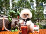 Hari̇ka Yüz Yapısına Sahi̇p Teddy Face Pomerani̇an Yavrusu