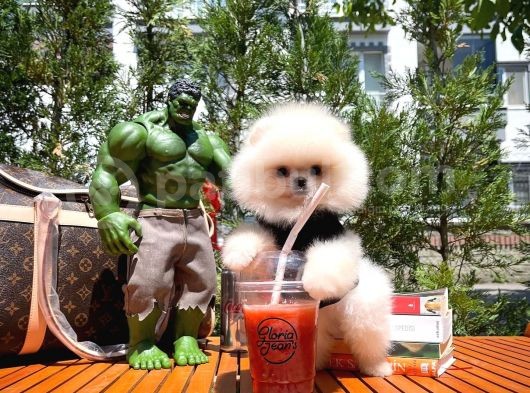 Hari̇ka Yüz Yapısına Sahi̇p Teddy Face Pomerani̇an Yavrusu görsel