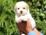Sevimli Maltipoo