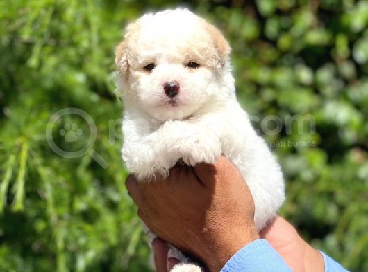 Sevimli Maltipoo görsel