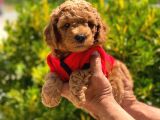 Orijinal Toy Poodle Erkek