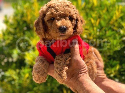 Orijinal Toy Poodle Erkek görsel