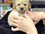 Safkan A Kalite Toy Poodle Yavrularımız