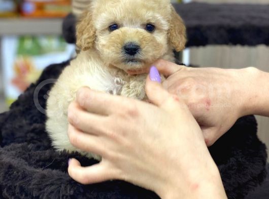Safkan A Kalite Toy Poodle Yavrularımız