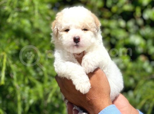 Sevimli Maltipoo görsel
