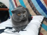 1.5 Yaşında Scottish Fold