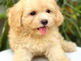 Irk Ve Sağlık Garantili Apricot Toy Poodle Yavrularımız