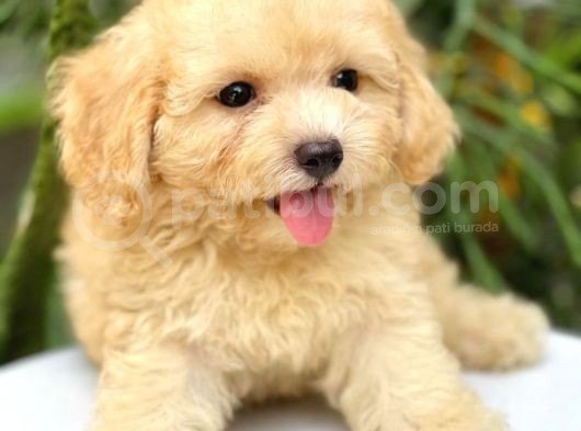 Irk Ve Sağlık Garantili Apricot Toy Poodle Yavrularımız görsel