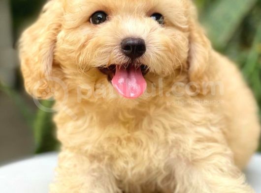 Irk Ve Sağlık Garantili Apricot Toy Poodle Yavrularımız