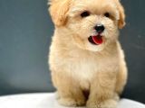 Safkan A Kalite Toy Poodle Yavrularımız Irk Garantili