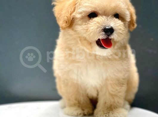 Safkan A Kalite Toy Poodle Yavrularımız Irk Garantili görsel