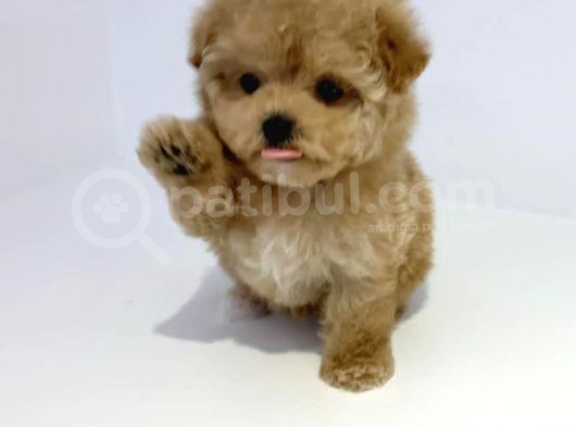 Irkının En İyisi Apricot Toy Poodle Yavrularımız