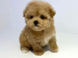 Irkının En İyisi Apricot Toy Poodle Yavrularımız
