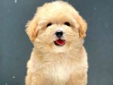 Safkan A Kalite Toy Poodle Yavrularımız Irk Garantili