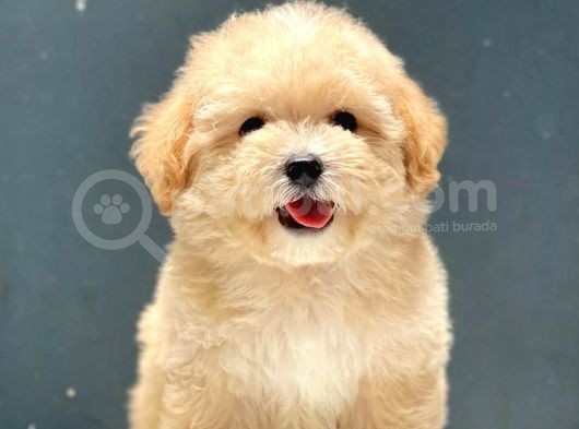 Safkan A Kalite Toy Poodle Yavrularımız Irk Garantili