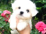A Kalitede Maltese Terrier