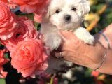 A Kalitede Maltese Terrier