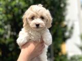 2.5 Aylık Erkek Malti̇poo Yavrumuz