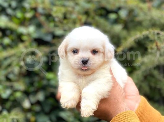 Anne Altından Maltese Terrier