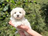 Yavru Maltipoo