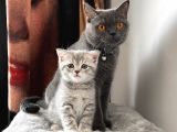 Blue Golden Tabby Özel Eşleşme 1 Fold 1 Straight