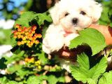 A Kalitede Maltese Terrier