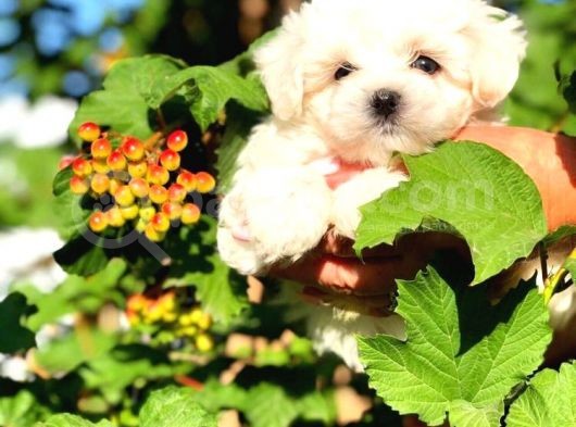 A Kalitede Maltese Terrier görsel