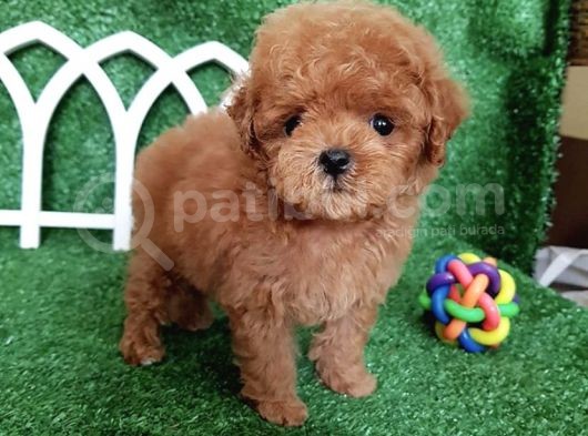 Orijinal Toy Poodle Yavrularımız Irk Garantili görsel