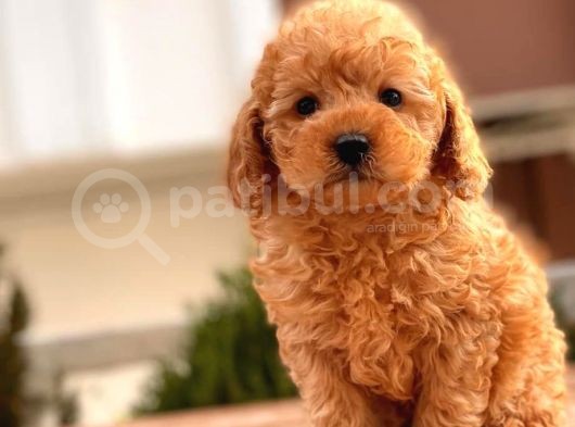 Toy Poodle Yavrular (Red, Red Brown, Apricot, Silver, Siyah) görsel