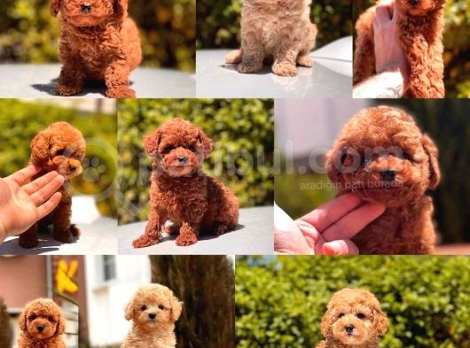 Toy Poodle Yavrular (Red, Red Brown, Apricot, Silver, Siyah) görsel