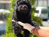 Toy Poodle Yavrular (Red, Red Brown, Apricot, Silver, Siyah)