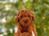 Toy Poodle Yavrular (Red, Red Brown, Apricot, Silver, Siyah)