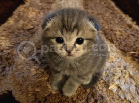 Scottish Fold