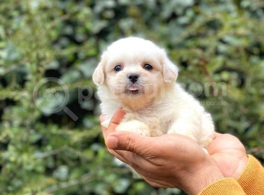 Anne Altından Maltese Terrier görsel