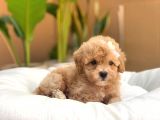 Irk Ve Sağlık Garantili Apricot Toy Poodle Yavrularımız