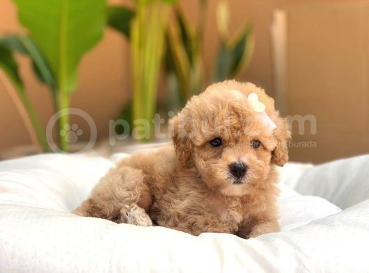 Irk Ve Sağlık Garantili Apricot Toy Poodle Yavrularımız görsel