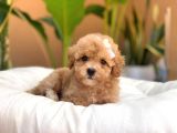 Irk Ve Sağlık Garantili Apricot Toy Poodle Yavrularımız