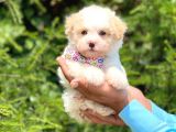 Yavru Malti̇poo