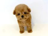 Irkının En İyisi Safkan Toy Poodle Yavrularımız