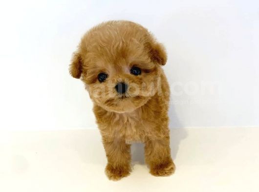 Irkının En İyisi Safkan Toy Poodle Yavrularımız