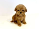 Irkının En İyisi Safkan Toy Poodle Yavrularımız