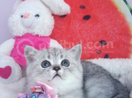 Safkan Ve Orijinal Silver Tabby görsel