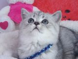 Safkan Ve Orijinal Silver Tabby