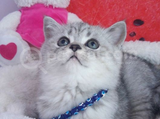 Safkan Ve Orijinal Silver Tabby görsel
