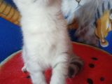 Safkan Ve Orijinal Silver Tabby