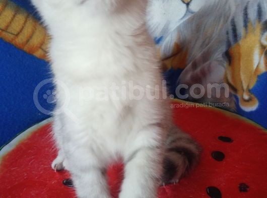 Safkan Ve Orijinal Silver Tabby görsel