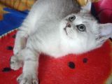 Safkan Ve Orijinal Silver Tabby