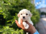 Dişi Ve Erkek Mevcut Maltese Terrier